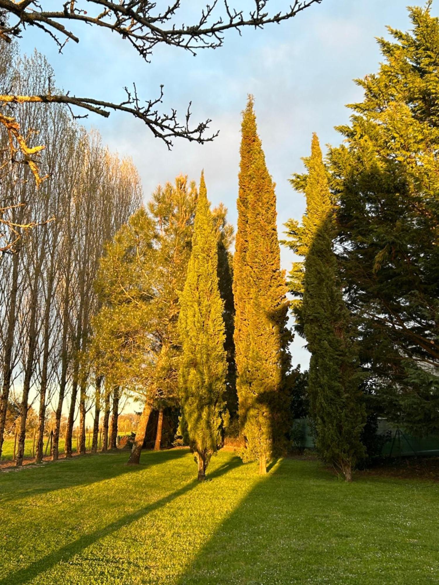 Gémozac Domaine De La Gemoliere B&B 외부 사진